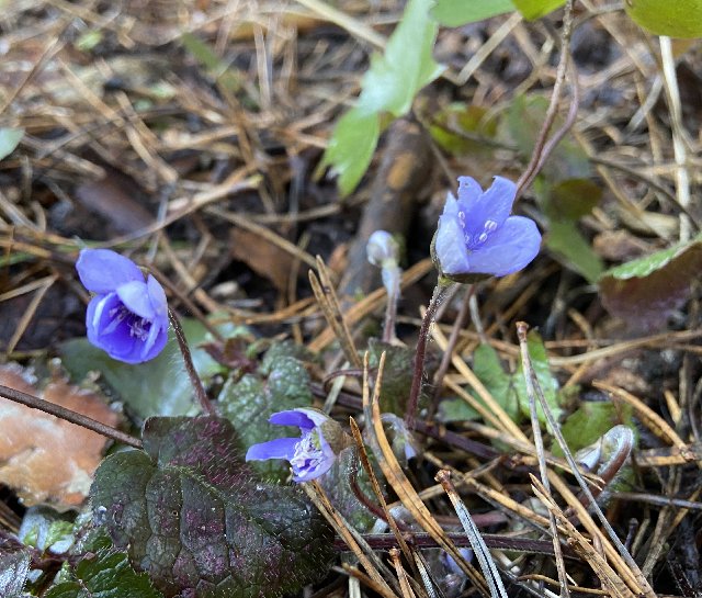 7-ABA5876-D11-C-43-E4-9788-8-F87-B552-E1