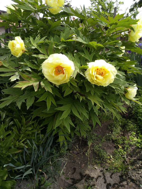 IMG_20190427_123944