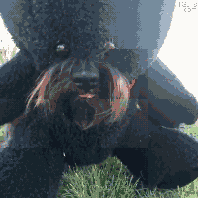 63a7255f96635d22bad931b0e0d30b73.gif