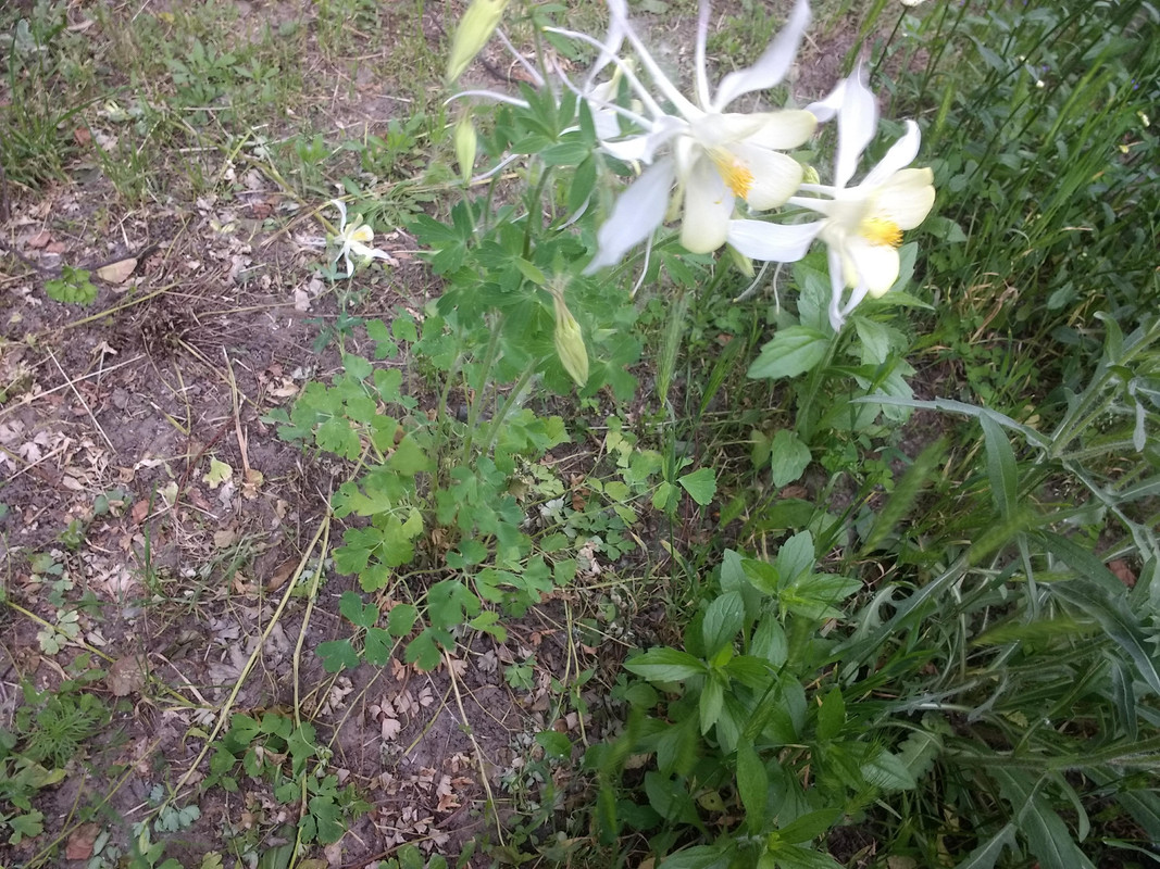 IMG-20190522-181021851.jpg