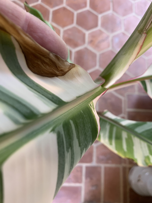 4A1A8666-8CFD-4F13-A4A3-A58C558CE00B