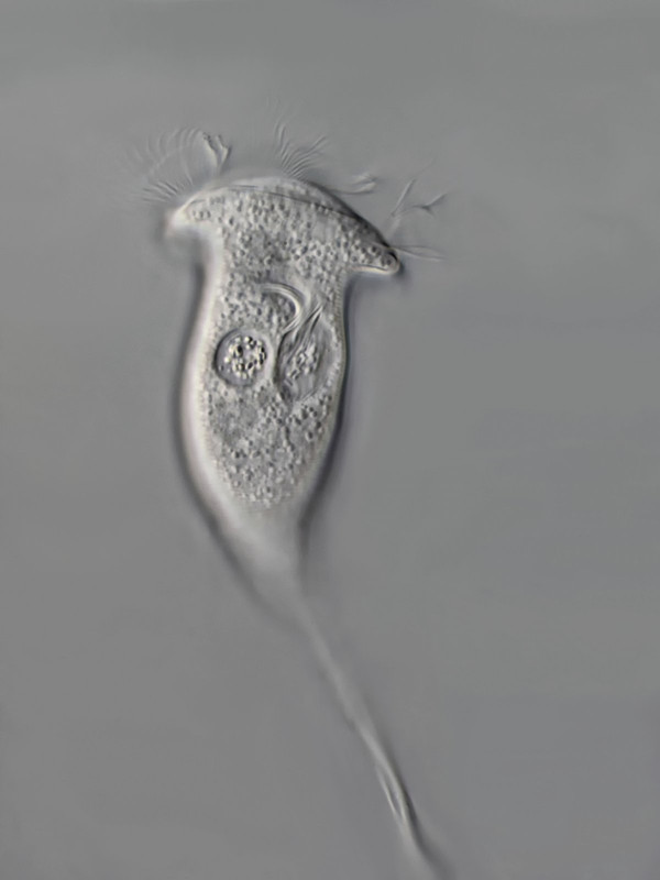 Vorticella 05 convallaria Maiglöckchen DIK 100-Z7