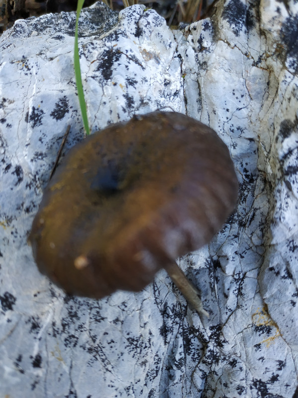 Tephrocybe atrata.  (1)