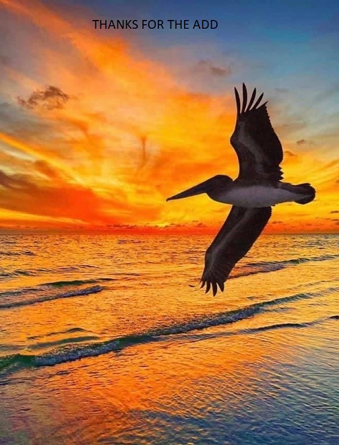 beachbird