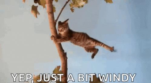 Windy_Cat