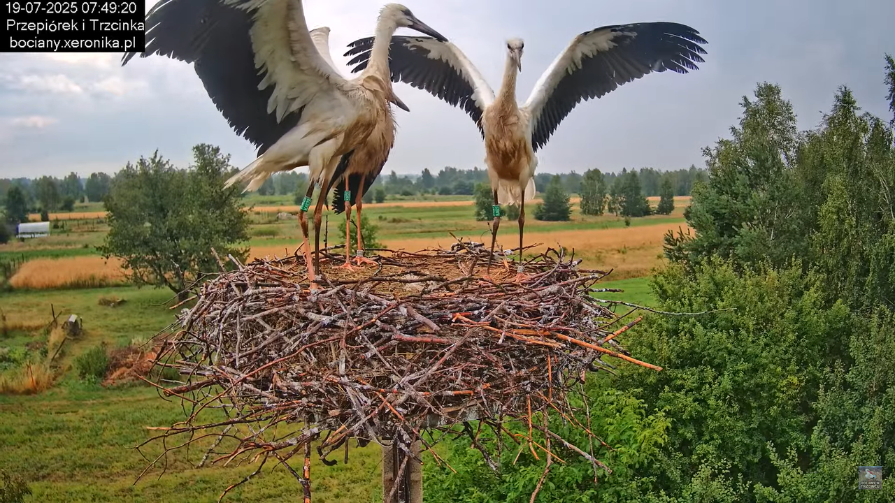 19072025bociany13