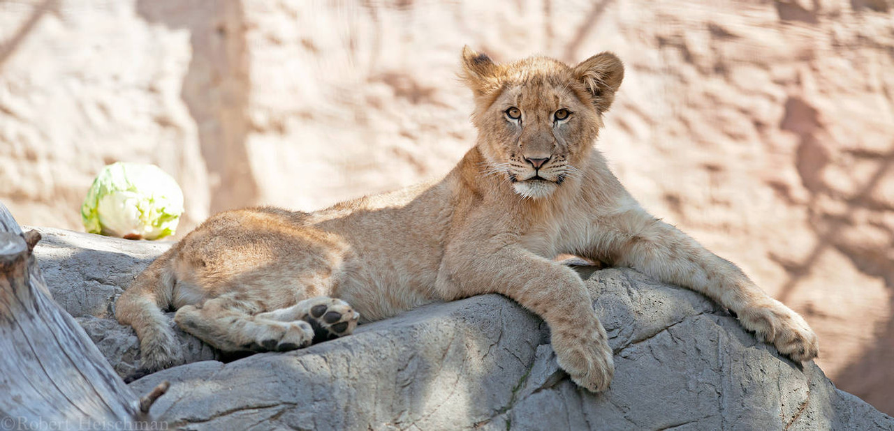 lion-cub-and-cabbage-by-robbobert-d9t11kv-pre.jpg