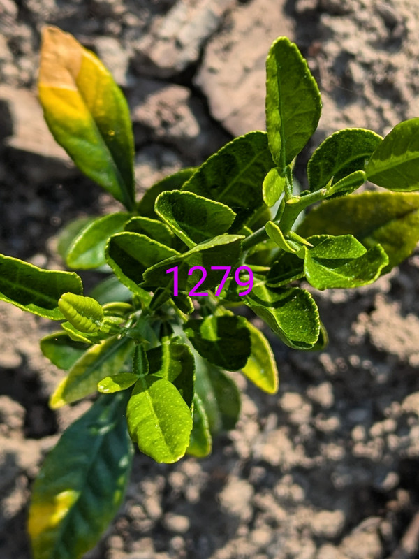 PXL_20240618_124835299~2