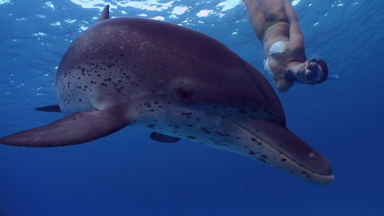 The Cove (2009) (1080p BluRay x265 Silence)-6