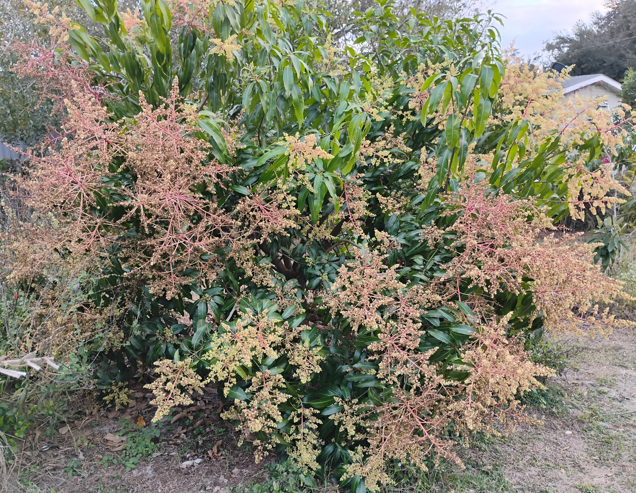 IMG 20260113 172222443 HDR 2