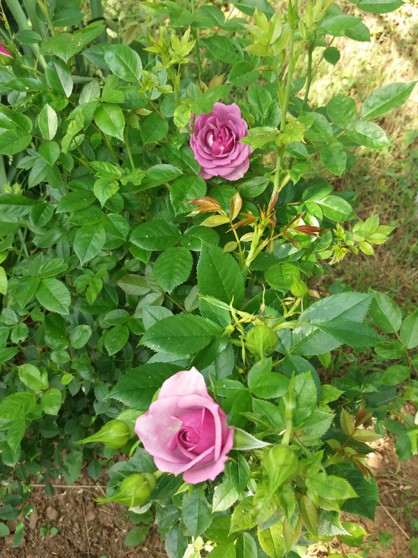20190615_183151
