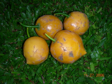 Garcinia cochinchinensis