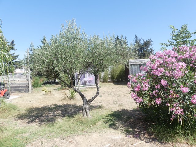 16 aout Marsillargues Carbu et Vachette (2)