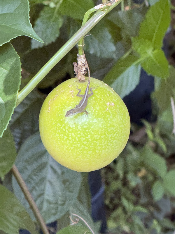 Passiflora Anole