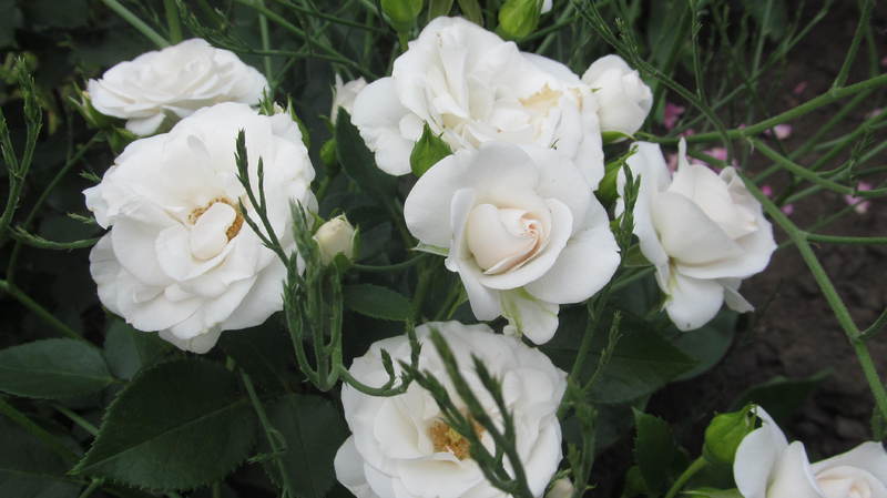 050