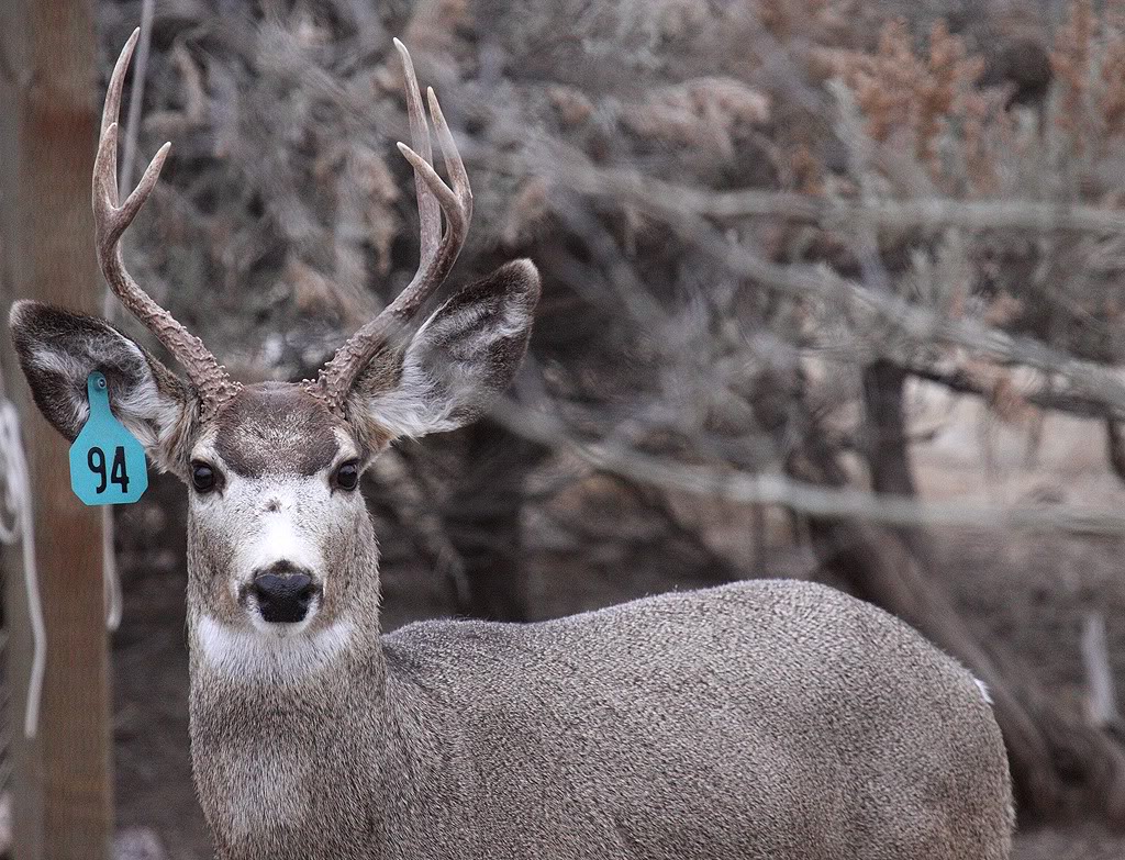 ELK RACK 24hourcampfire