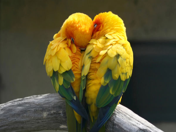 An den Beitrag angehängtes Bild: https://i.postimg.cc/t4s9sLwR/18-love-birds.jpg