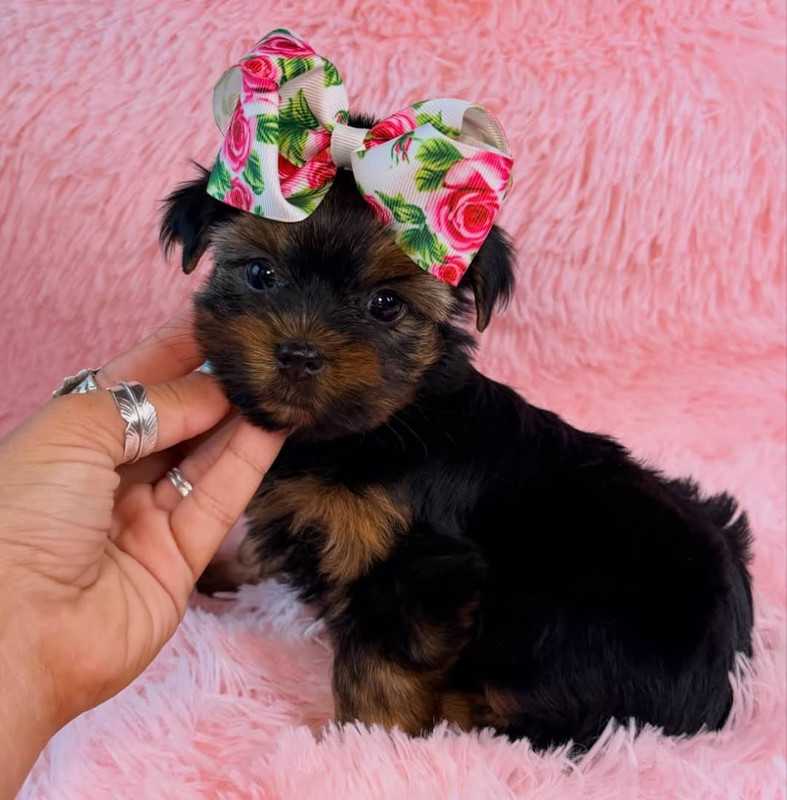 Teacup Yorkie