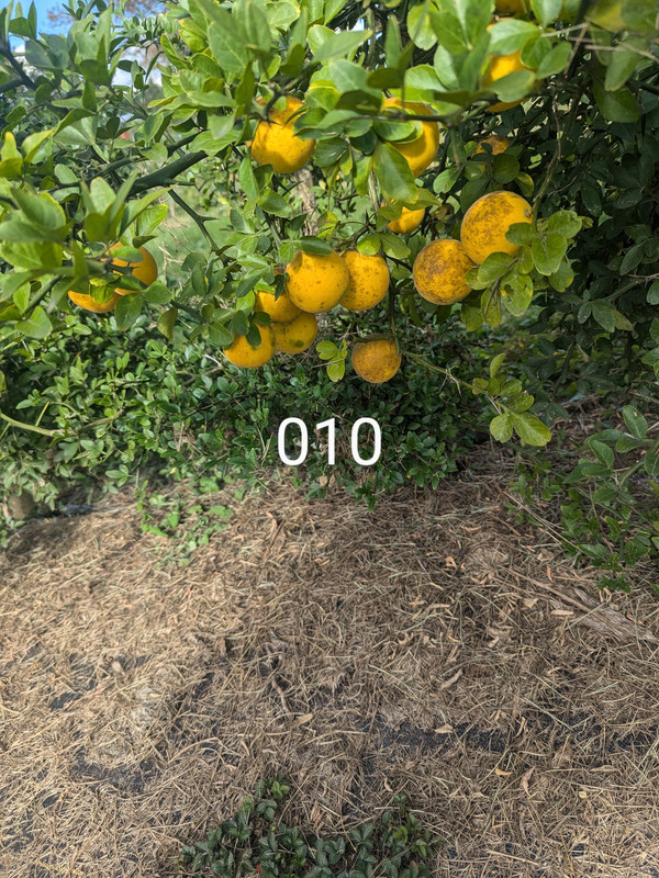 PXL_20241008_192126988~2
