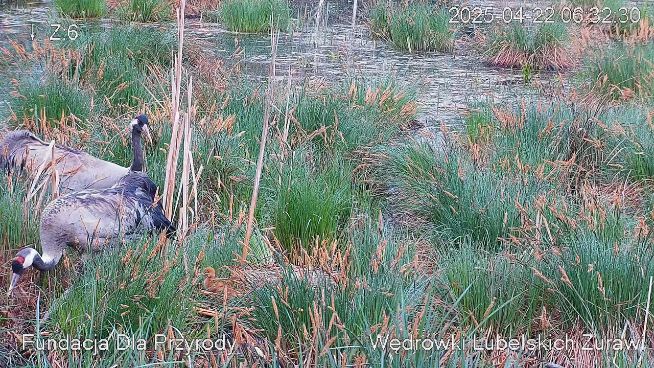 Tiešraides kamera ar dzērvju ligzdu netālu no Poleski PN. Tiešraides kamera, kas ligzdo parasto dzēr