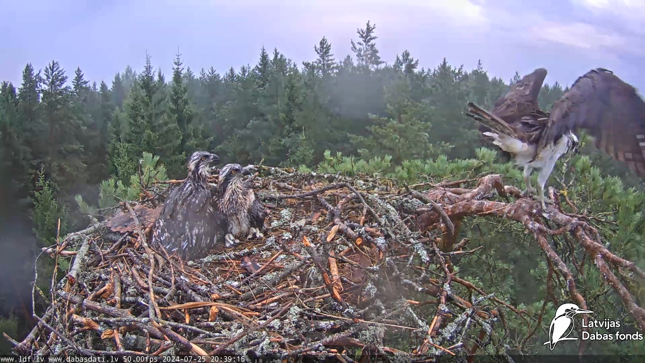 Zivju ērglis (Pandion haliaetus) Kurzemē - LDF tiešraide 15-51-15 screenshot