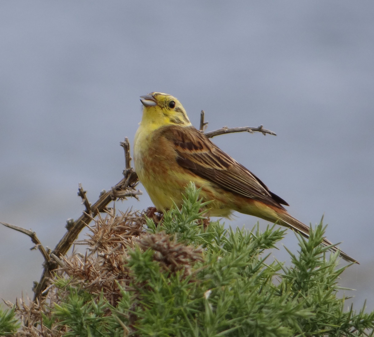 YELLOWHAMMER 14
