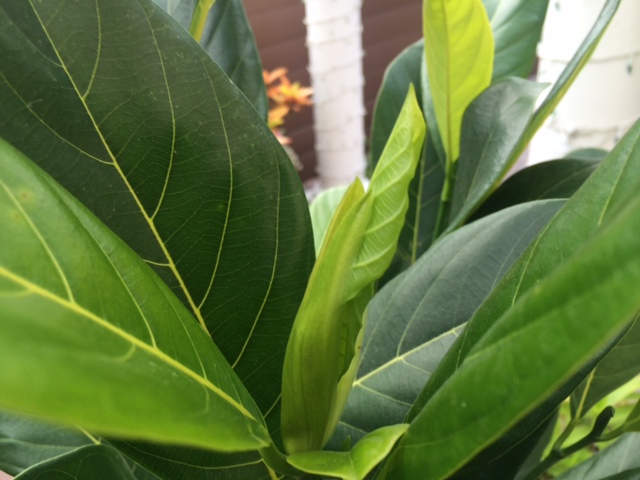 Jackfruit2