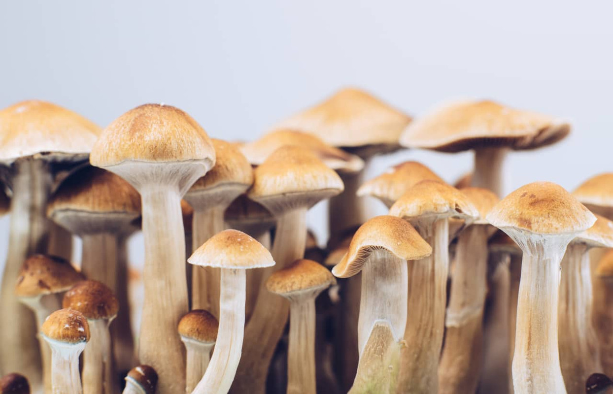 Golden Teacher