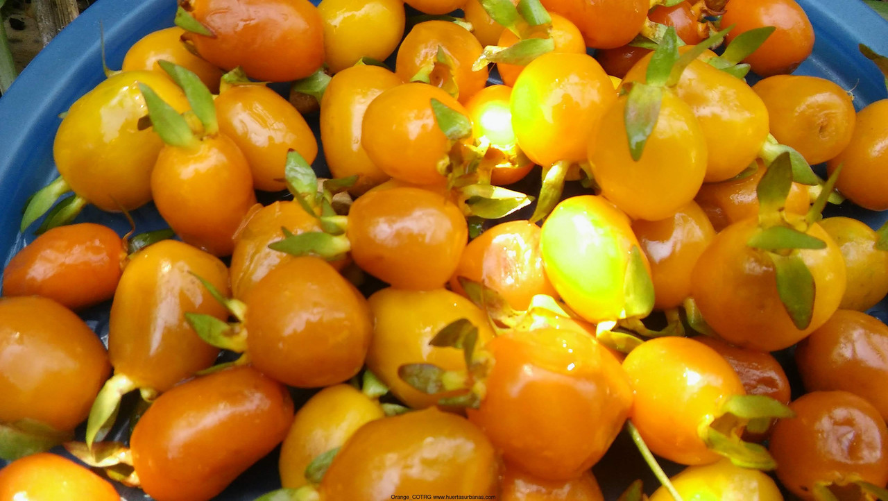 Huertasurbanas_com-20181017_134604.jpg-20220930_143318Orange_COTRG