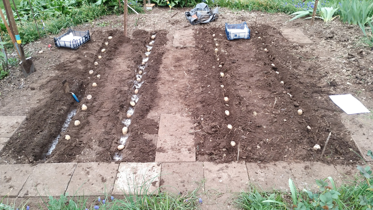 240408_Kartoffelbeete (Versuch) links CULTAN ASS P Mg, Sorte BELLINDA