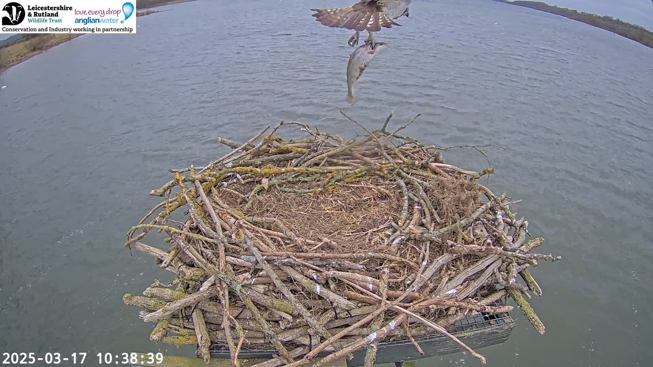 LRWT - Manton Bay Ospreys Live Webcam (Wide Angle) 15-5-21 screenshot