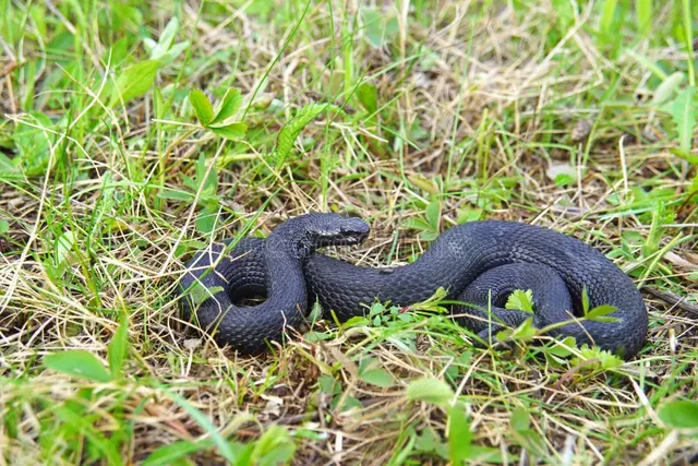 adder-vipera-berus-gras-een-giftige-ligt-op-het-210659706.webp