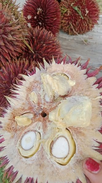 591908149 2150067395525893 3632476903098741981 n