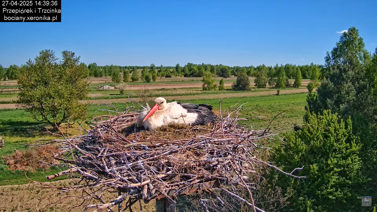 27042025bociany12