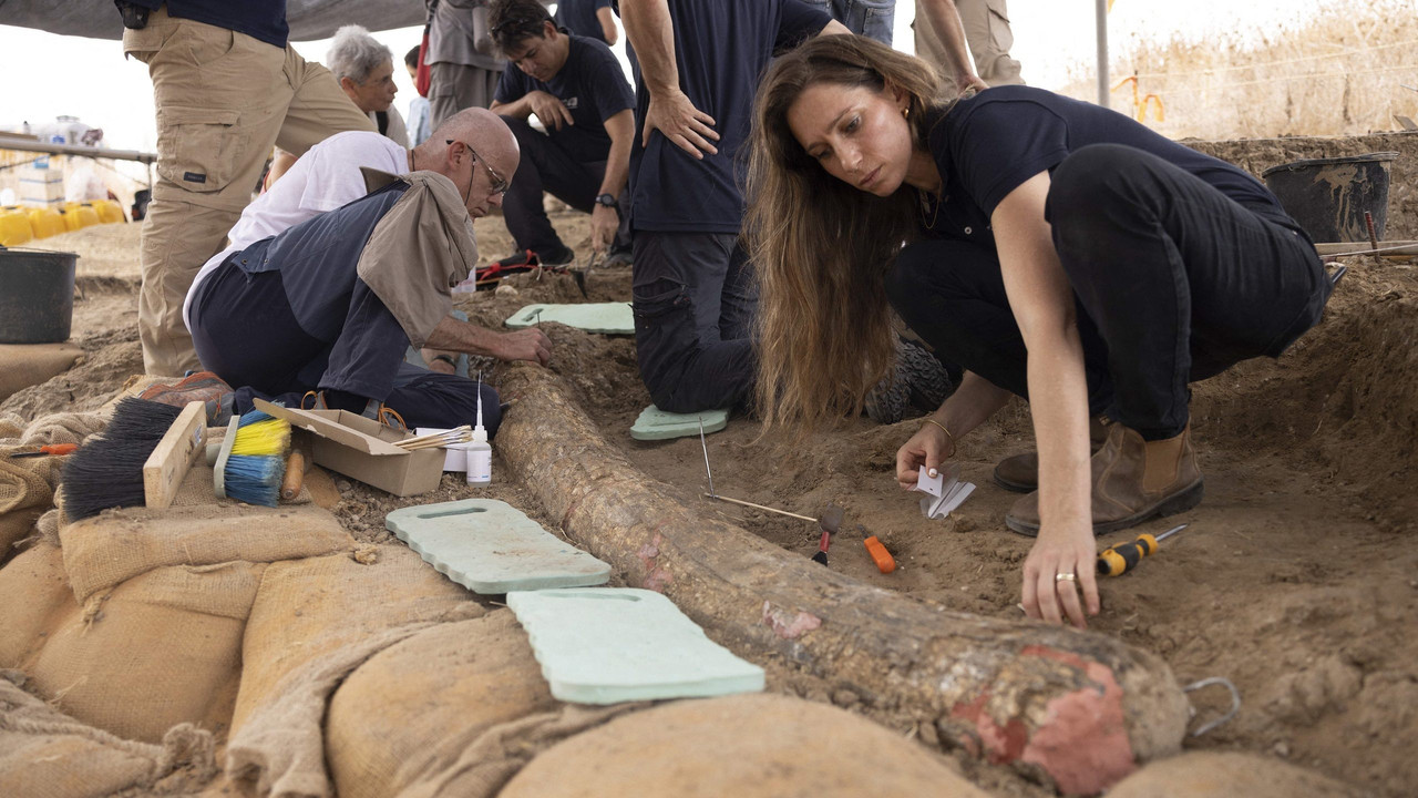 Descubren raro colmillo de elefante de hace 500,000 años en Israel