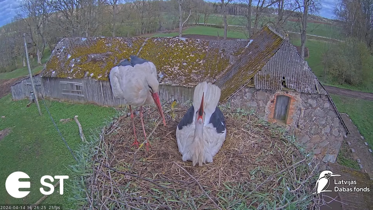 Baltie stārķi (Ciconia ciconia) Tukuma novadā - LDF tiešraide __ White storks in Tukums, Latvia 11-2