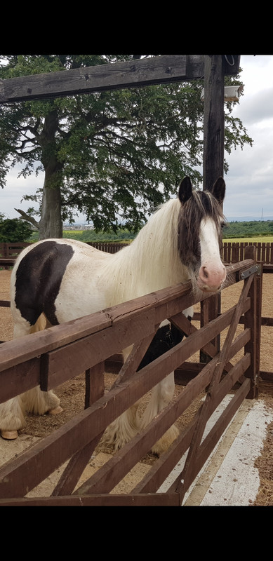 Screenshot_20180710-133700_Gallery