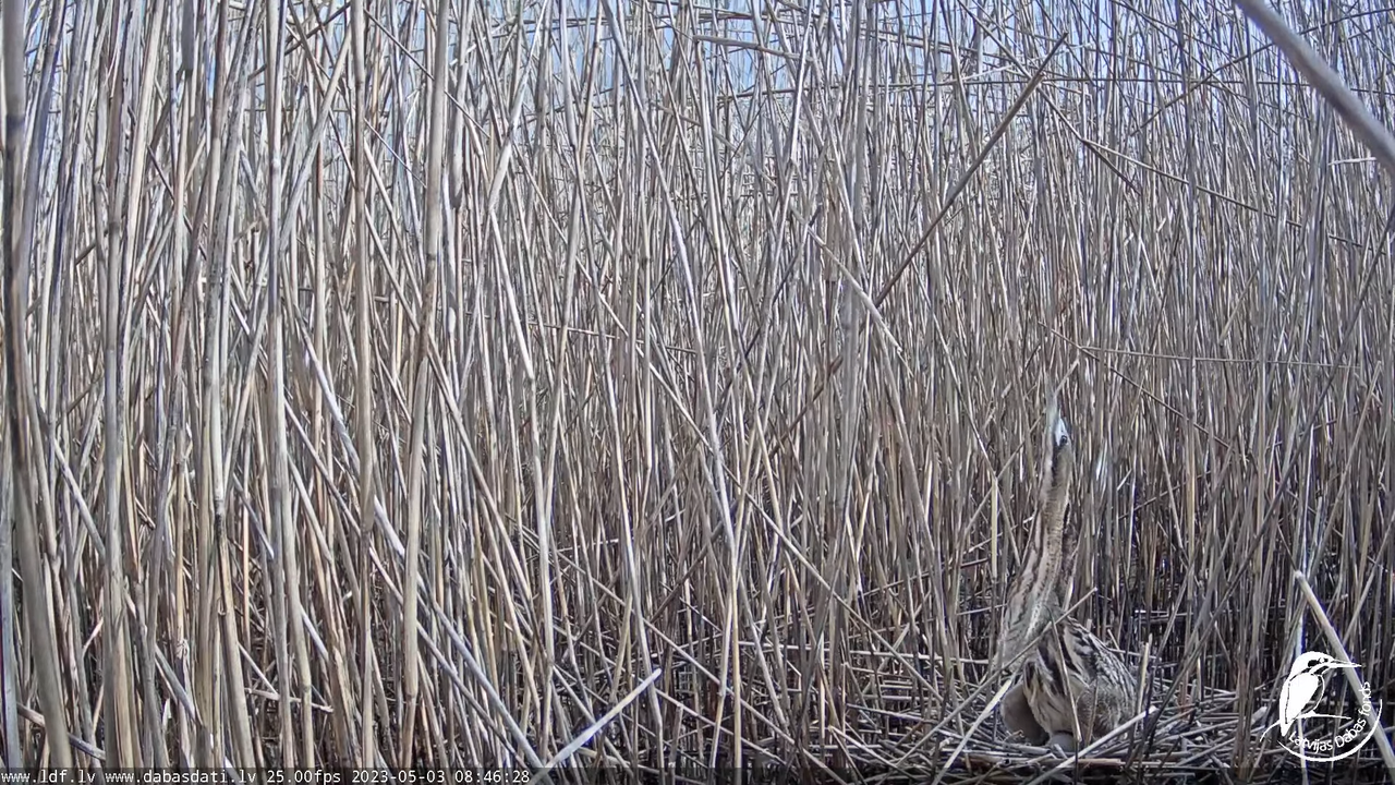 Lielais dumpis (Botaurus stellaris) Engurē - LDF tiešraide 9-45-0 screenshot