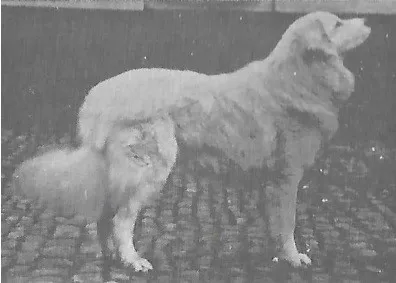 Pyreneese-Berghond-vroeger