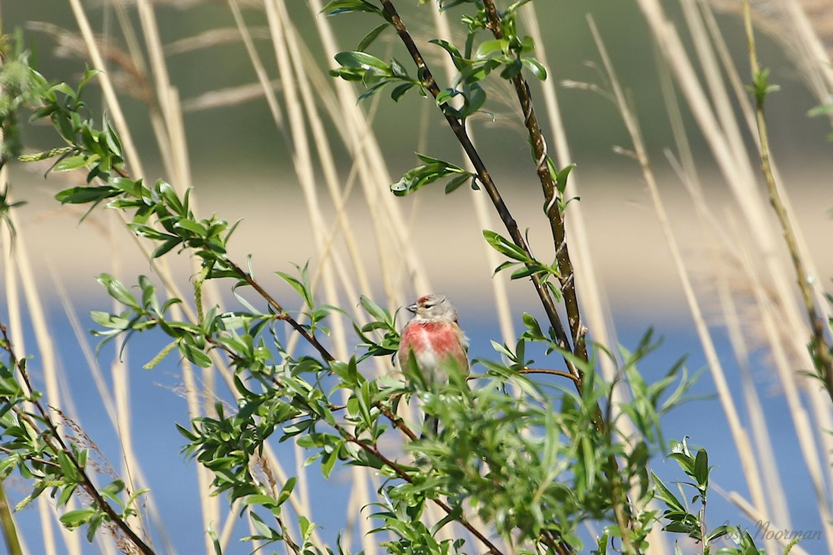 IMG 9901 — Postimages