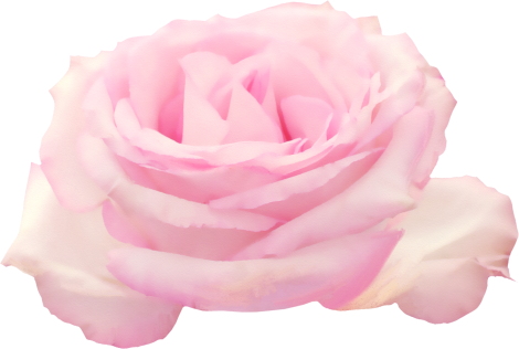 Rose6