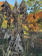 IMG-1769