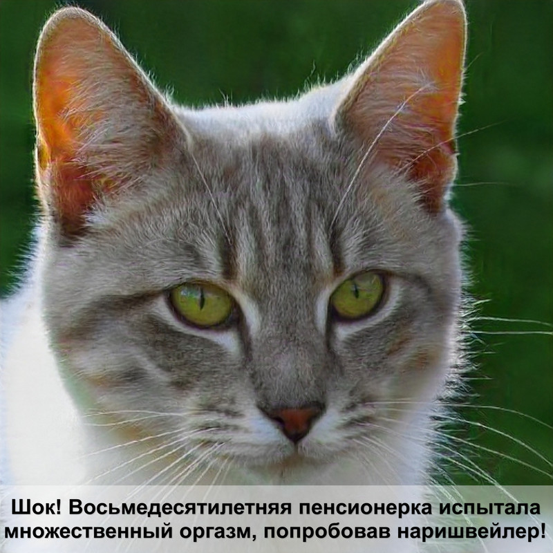 каким кормом лучше кормить кота