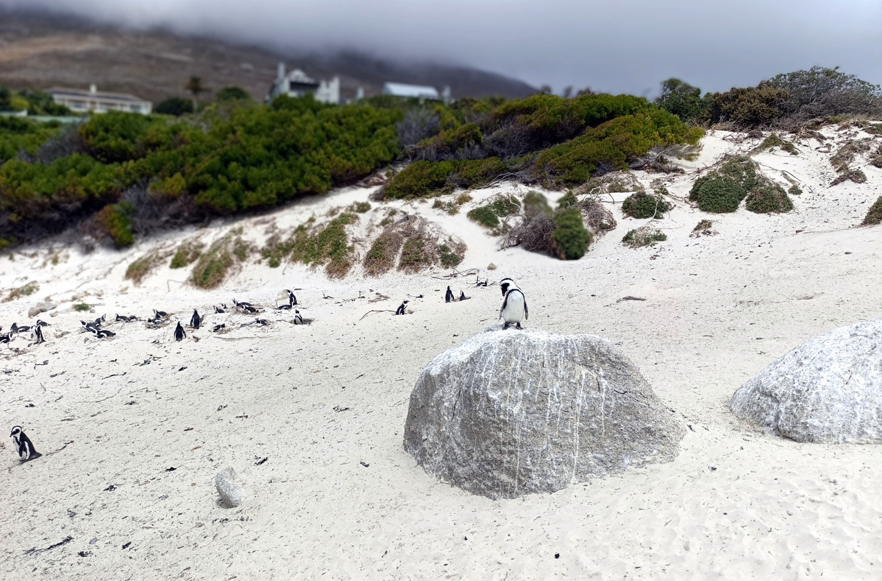 Такая близкая Африка. (ЮАР. 22 дня и 4200 км. Ноябрь-Декабрь)