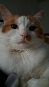 stoic