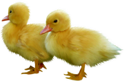 0-1c0e22-27cc6a39-orig
