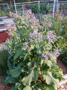 2023-06-09 Borage blooming