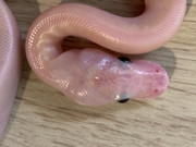 8B910B3C-24ED-40D5-8276-8F5C23A7515F