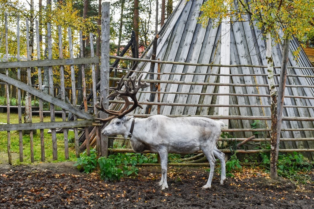 Северный олень в саамской деревне