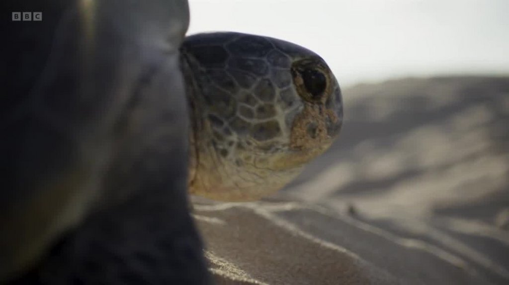 [Image: ac59j9zoig8o.jpg]